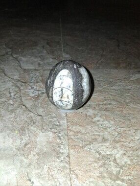 Orthocera Fossilied Egg Crystal